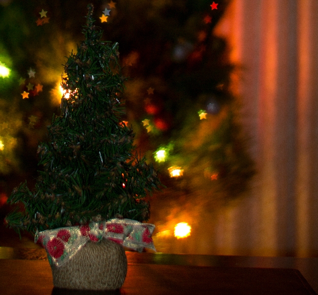 Small-Xmas-Tree-3733